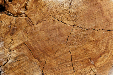 wood rings texture background. cracked wooden cut