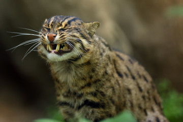 The fishing cat (Prionailurus viverrinus), portrait with green background.