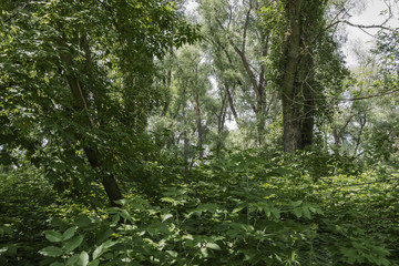 Beautiful green forest. Forest trees. Nature green wooden background