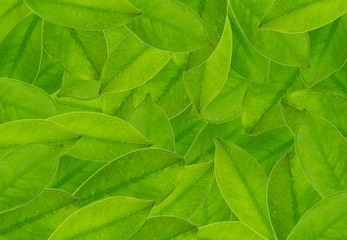 The Beautiful Fresh Green Leaves Textured Background