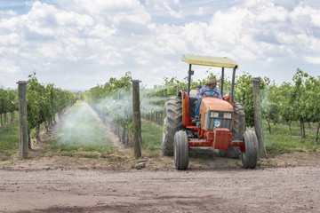 Spraying pesticides in a vineyard Farmer using a tractor to fumigate its grape plantation