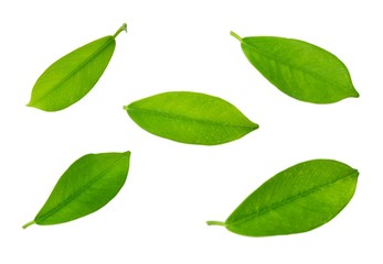 Set of Green Leaves Laying on White Background
