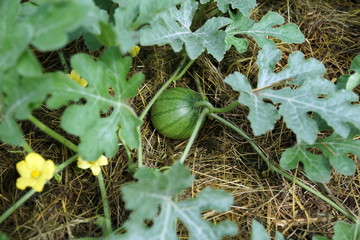A small watermelon grows on a bed covered with straw.