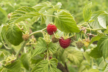 Ripening raspberries Red berry fruit growing ready to harvest