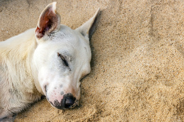 The homeless dog rests and lies on the sand on the beach during the summer holidays.