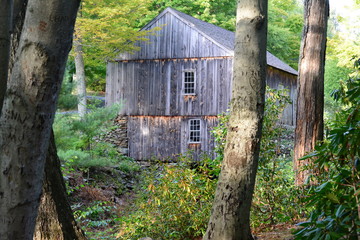 A Mill in the Forest