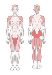 Figure of the woman, the scheme of the basic trained muscles. Front and rear view. Vector. Isolated on white background