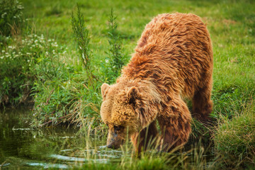 Obraz na płótnie Canvas European brown bear