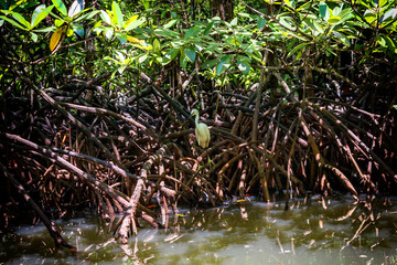 Roots of mangrove forests in the rainforest island of Palawan, Philippines.