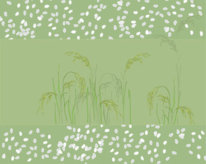 Round, white rice. Seeds of rice. Rice grass in the water. Plantations of rice in Asia. Cereal plant. Useful porridge.
