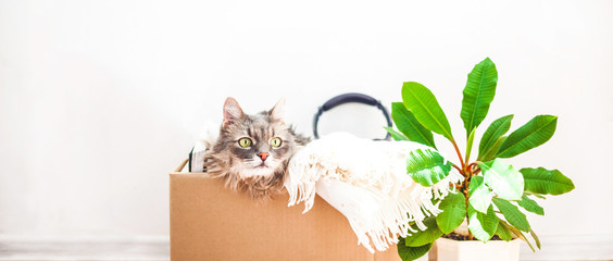Boxes for moving with things, a cat in a box, a flower in a pot. Garage sale concept Copy space