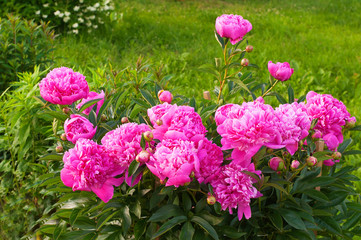 pink peony