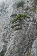 Sheer rock wall with trees / Sheer rock wall with rare trees in fog