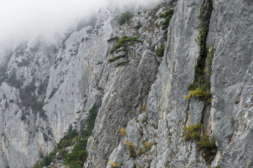 Mist in rocky mountains / Steep rock cliff with rare trees in fog