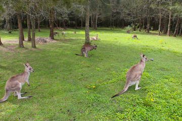 Kangoroo Sydney Australia Wildlife