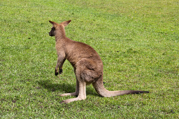 Naklejka na ściany i meble Kangoroo Sydney Australia Wildlife