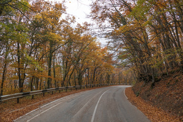Obraz premium Winding road through woodland in autumn / Winding road through colorful autumn forest on clear sunny day in early autumn