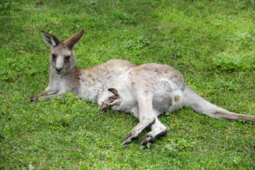 Naklejka na ściany i meble Kangoroo Wildlife Australia 