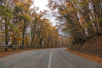 Winding road through woodland in autumn / Winding road through colorful forest on clear sunny day in early autumn