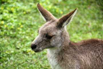 Naklejka na ściany i meble Kangoroo Wildlife Australia 