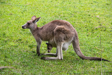Kangoroo Wildlife Australia 