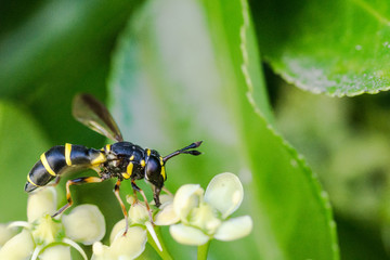 .narrow cut of a wasp resting on the leaves of a hedge