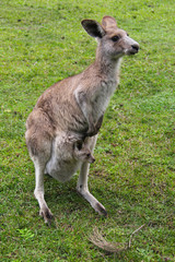 Kangoroo Wildlife Australia 