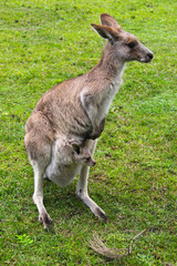 Kangoroo Sydney Australia Wildlife