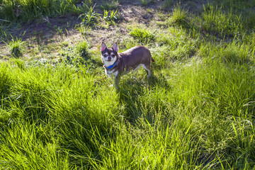 A Small White And Brown Chihuahua Dog In Grass Little Dog In