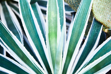 Green succulents cacti. Close-up. Background. Tropical plant