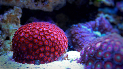 Obraz premium Zoanthus polyps colony in reef aquarium tank