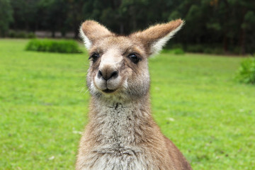 Kangoroo Wildlife Australia Wallaby 