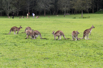 Kangoroo Wildlife Australia Wallaby 
