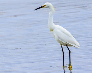 Snowy Egret on a California beach