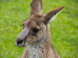 Kangoroo Wildlife Australia Wallaby 