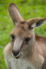 Kangoroo Wildlife Australia Wallaby 