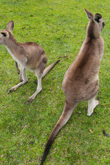 Kangoroo Wildlife Australia Wallaby 