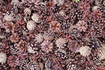 many pine cones closeup for background