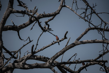 Southern Carmine Bee-eater