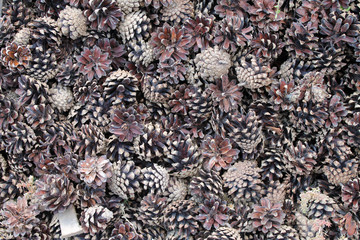 many pine cones closeup for background