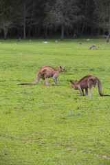 Kangoroo Wildlife Australia Wallaby 