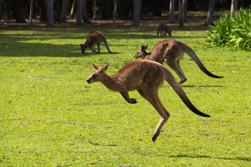 Kangoroo Wildlife Australia Wallaby 