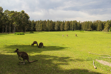 Kangoroo Wildlife Australia Wallaby 