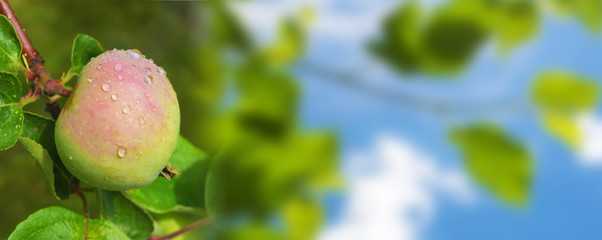 Fresh juicy apple hanging from a tree branch in the garden and blooming apple, concept of harvest, long banner with copy space