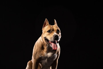 Red American pit bull terrier.