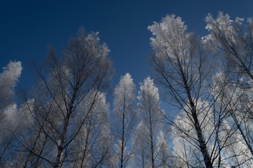 Fototapeta na wymiar white frost on tree at sunny finnish winter day