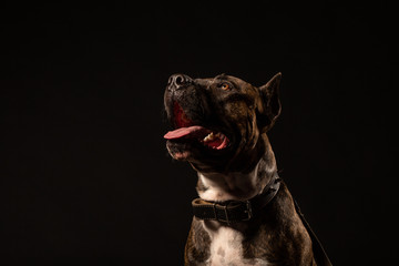 Portrait of Happy American Staffordshire Terrier Dog Isolated on Black Background