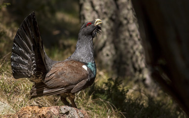 Western capercaillie wood grouse on display