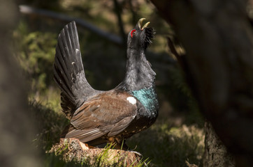 Western capercaillie wood grouse on display