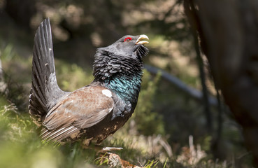 Western capercaillie wood grouse on display